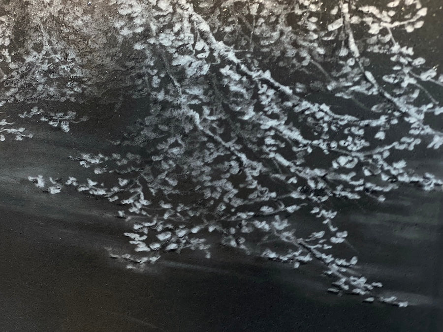 Regrowth - Original Art - 11x14in pitt graphite on panel